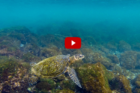 Video: Swimming with Green Sea Turtles in the Galapagos