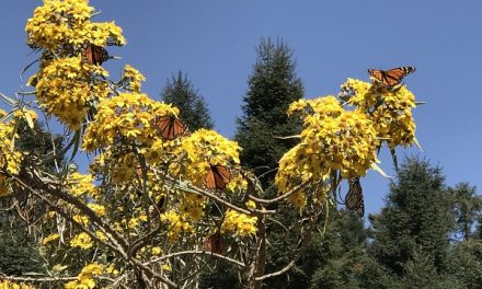 Traveler Story: Monarch Butterfly Migration