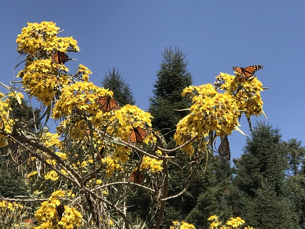 Monarch butterfly migration tour
