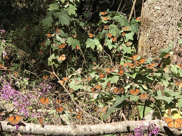 Monarch butterfly colony in Mexico