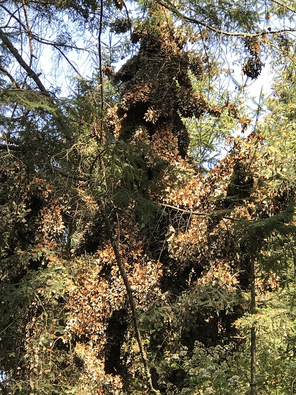 Monarch butterfly clusters handing from Oyamel fir trees