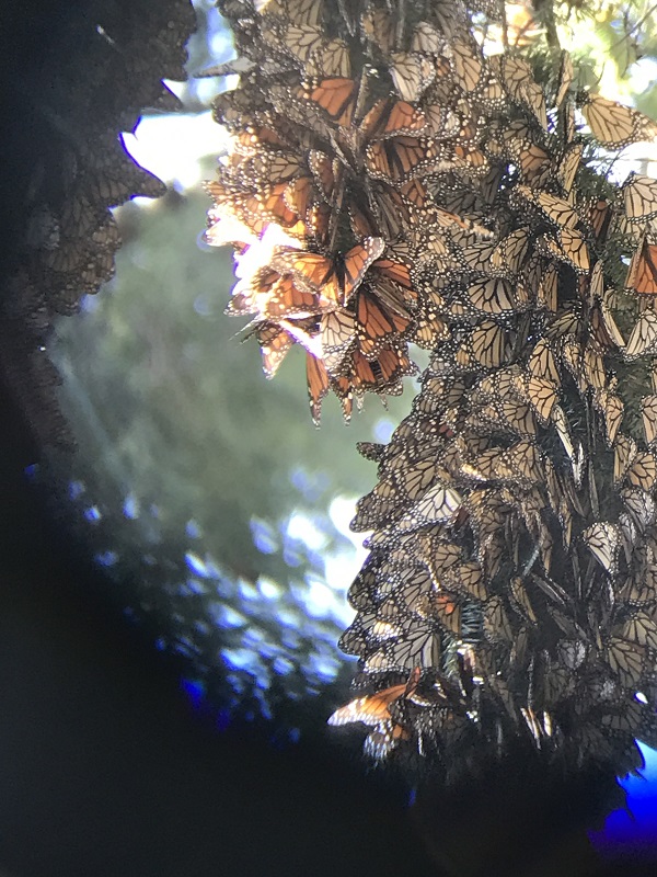 Monarch butterflies in hibernation