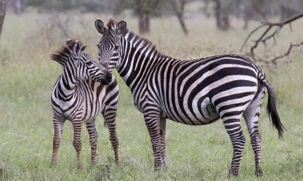 Wildlife Photo of the Week: Nuzzle
