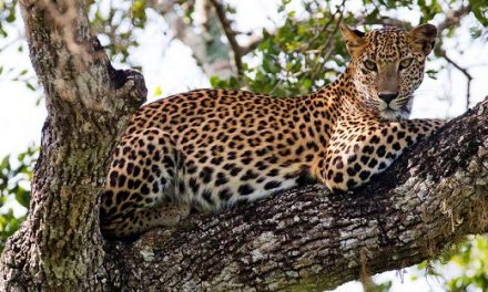 New Sri Lanka Wildlife Safari
