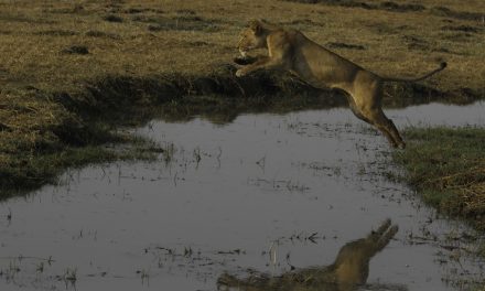 Wildlife Photo of the Week: Water Crossing