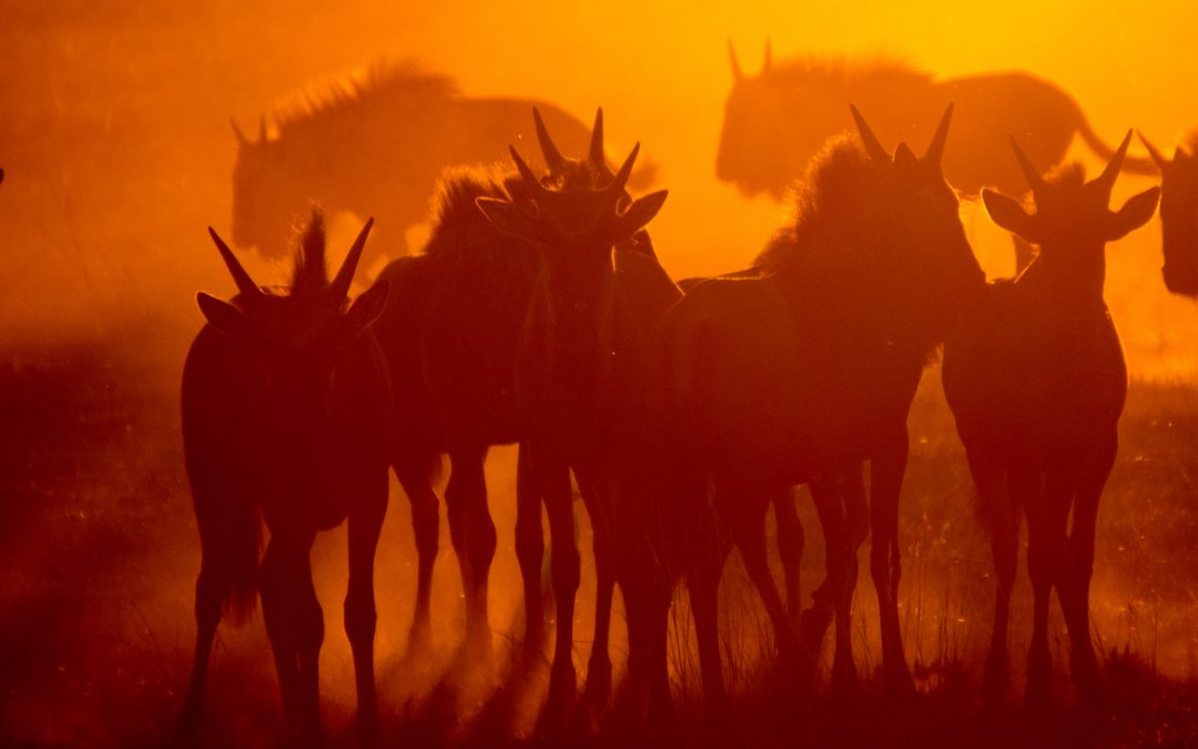 Wildlife Photo of the Week: Wildebeests in the Sunset