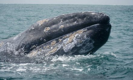Traveler Story: Among the Great Whales