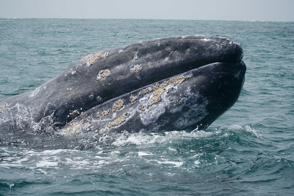 Wild Pacific gray whale
