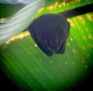 Fruit bat in Costa Rica