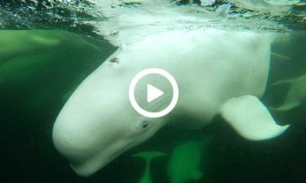 Watch and Listen to Beluga Whales