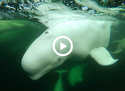 Watch and Listen to Beluga Whales