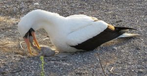 Booby in the Galapagos