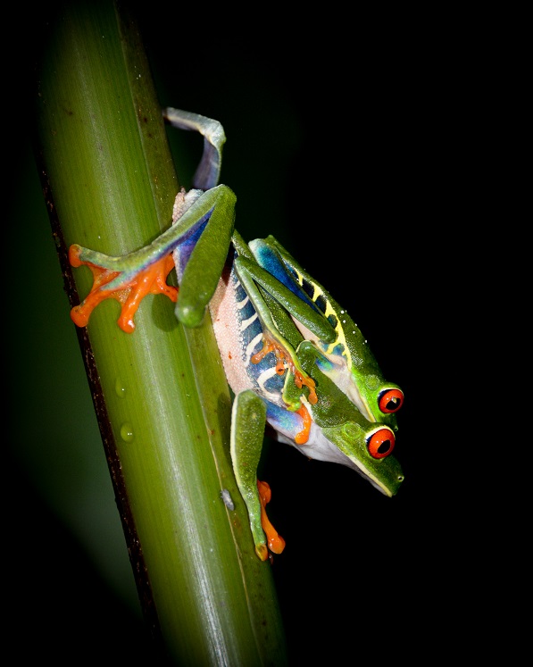 Mating red eyed tree frogs in Costa Rica