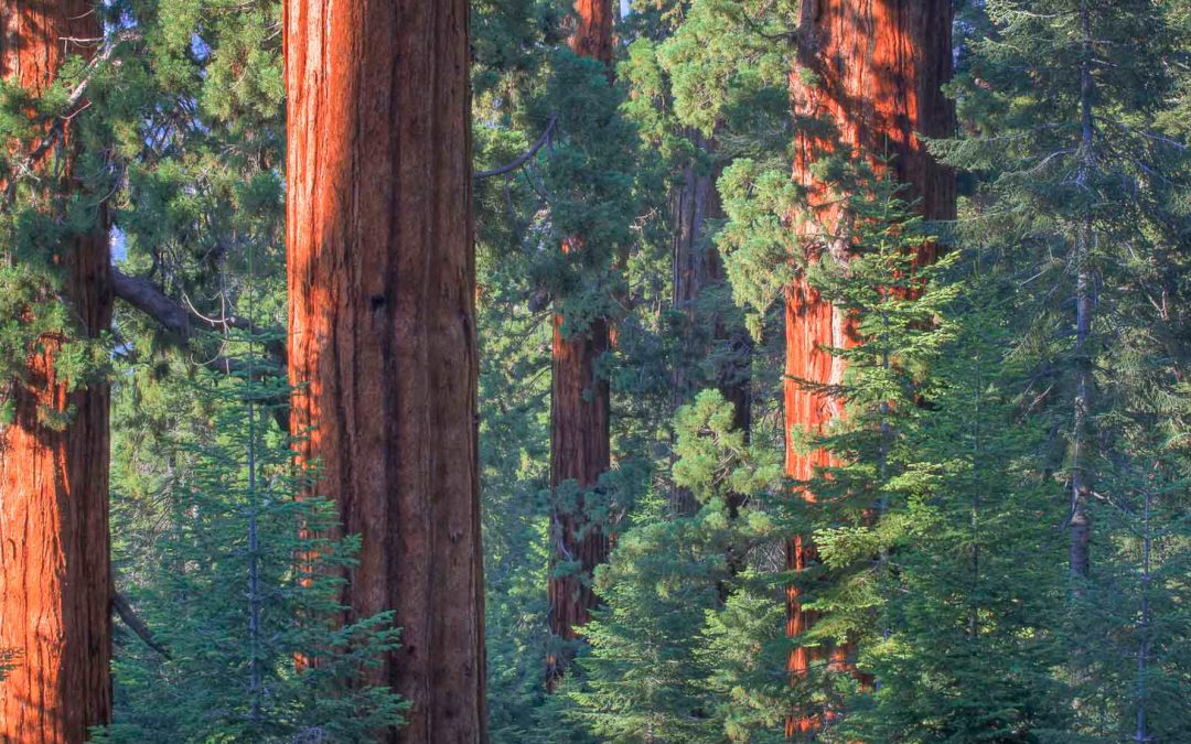 Needing Trees: Giant Sequoia National Monument and a Forested City