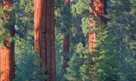 Needing Trees: Giant Sequoia National Monument and a Forested City