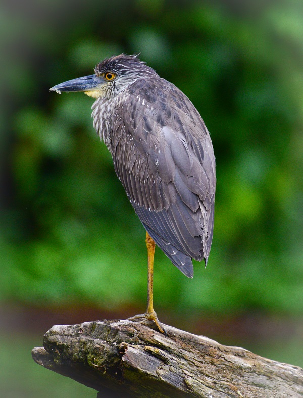 Wild heron bird in Costa Rica