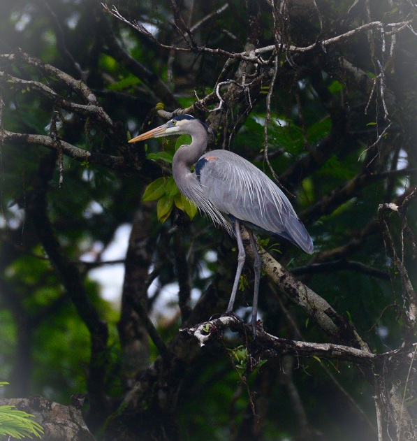 Wild heron in Costa Rica
