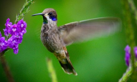 Traveler Story: Custom Family Costa Rica Adventure