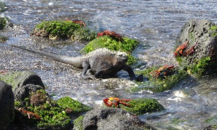 Traveler Story: A Classic Galapagos Adventure