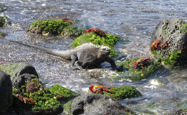 Marine Iguana in the Galapagos