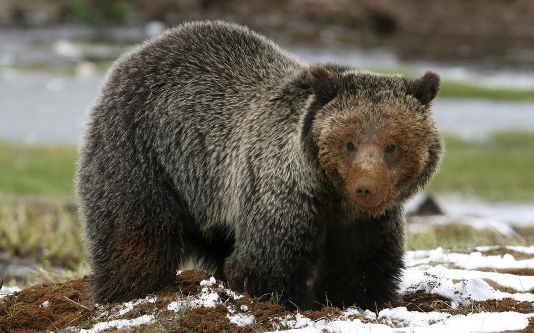 Greater Yellowstone Ecosystem Grizzly Bears Just Lost Federal Protections