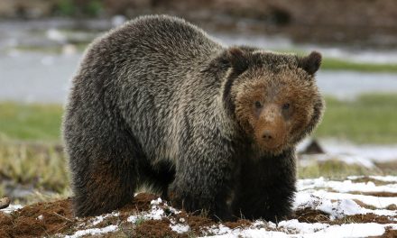 Greater Yellowstone Ecosystem Grizzly Bears Just Lost Federal Protections