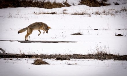 Traveler Story: Yellowstone Wolf Quest & Photo Adventure