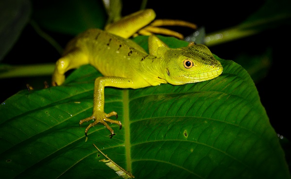 Wild lizard in Costa Rica