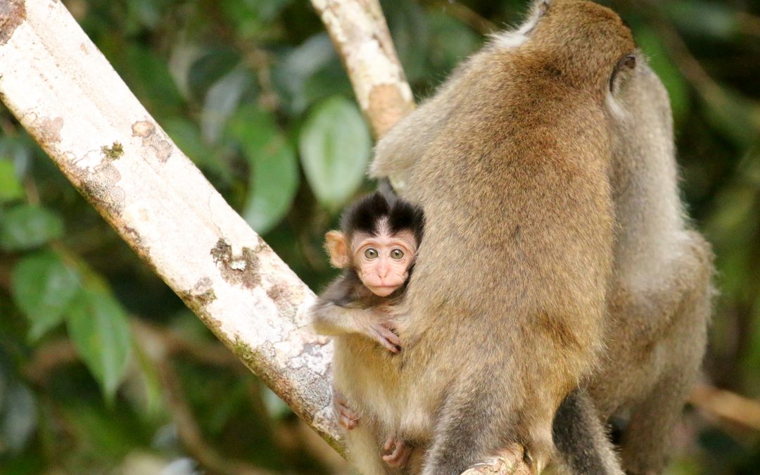 Video Blog: The Wilds of Borneo