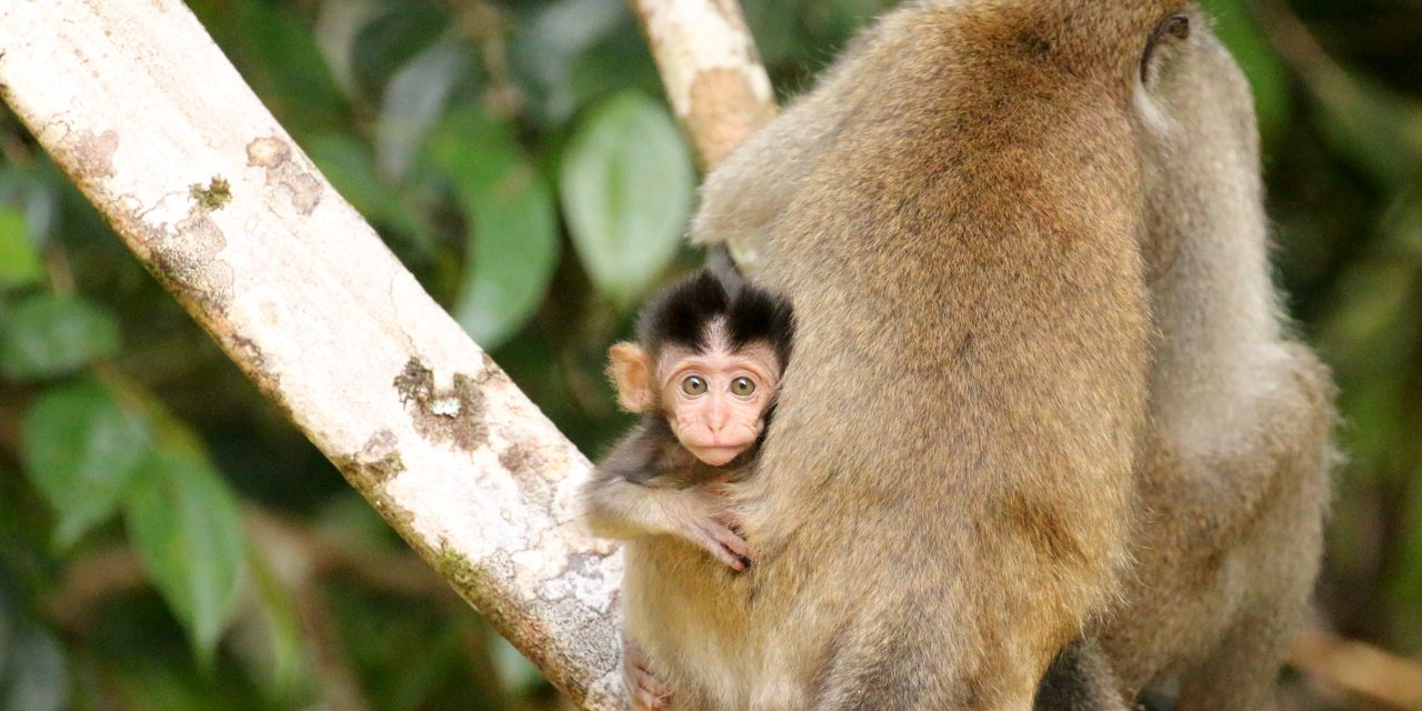 Video Blog: The Wilds of Borneo