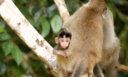 Video Blog: The Wilds of Borneo