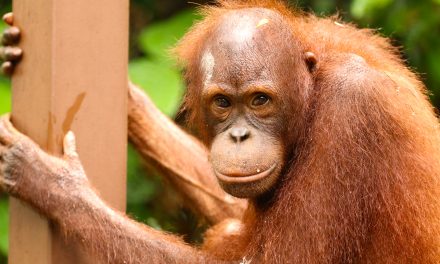 Wildlife Photos: Borneo’s Up-Close Encounters