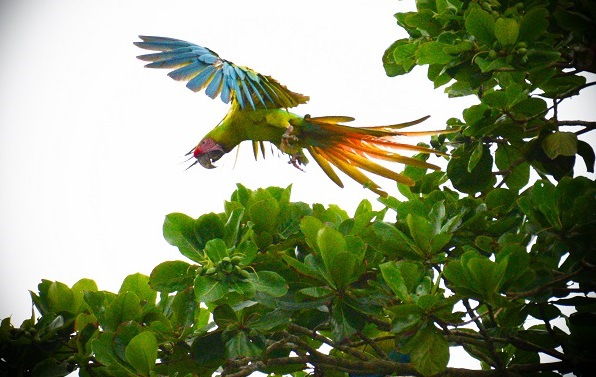 Macaw parrot in Costa Rica