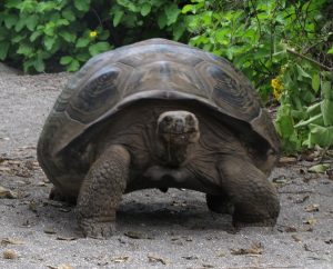 Galapagos tortoise