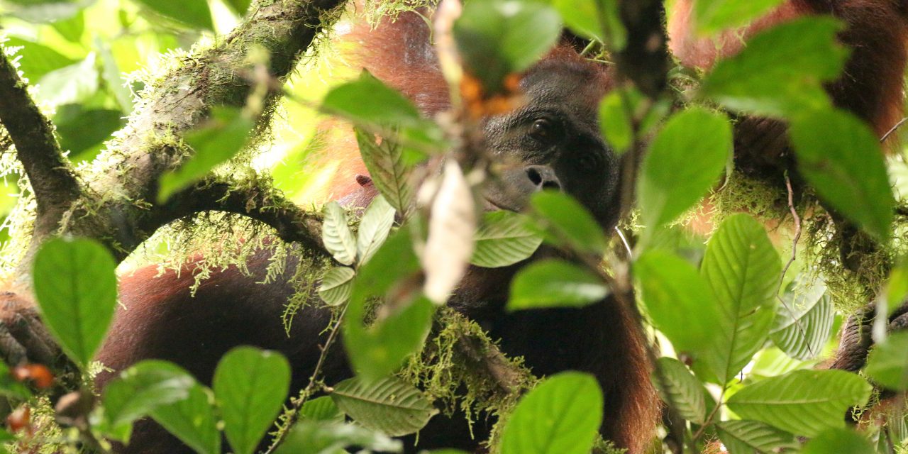 Sun Bears, Bats & Baby Orangutans: Borneo’s Biodiversity in 10 Photos