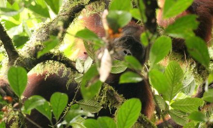 Sun Bears, Bats & Baby Orangutans: Borneo’s Biodiversity in 10 Photos