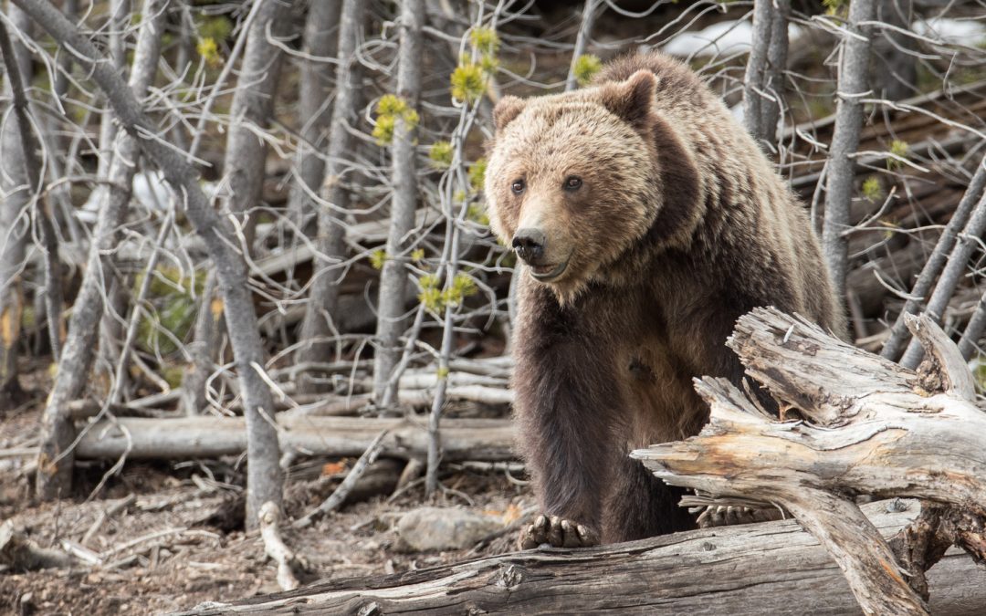 Video: The Lost California Grizzlies
