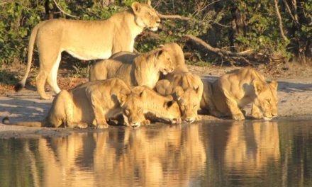 Traveler Story: The Great African River Safari