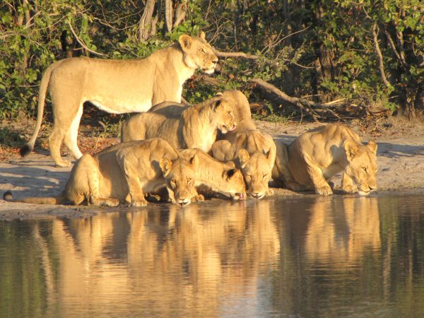 Lion pride drinking