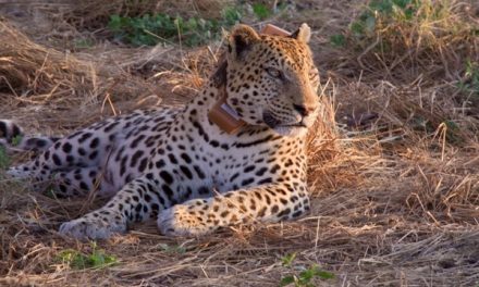 Traveler Story: Watching A Wild Leopard in Botswana