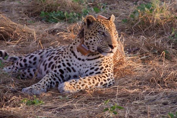 Wild Leopard in Botswana