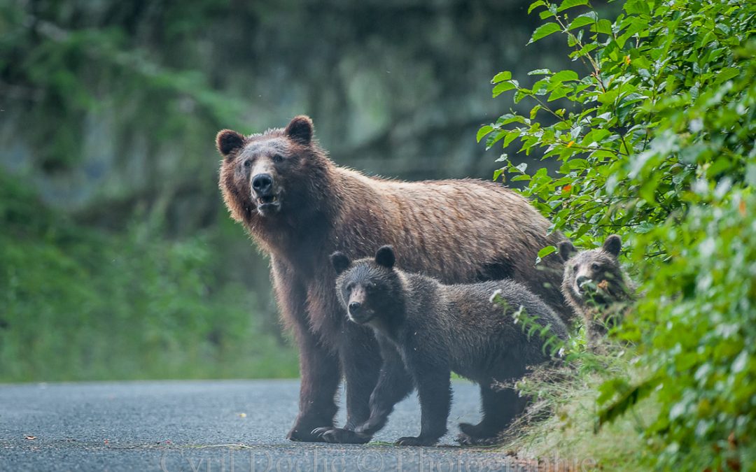 Wildlife Photo of the Week: Grizzly Bear’s Family