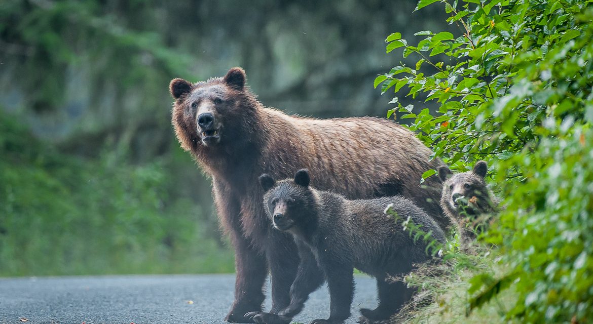 Wildlife Photo of the Week: Grizzly Bear’s Family