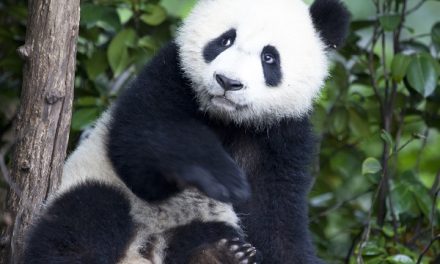 Traveler Story – Wild Side of China: A Nature Odyssey