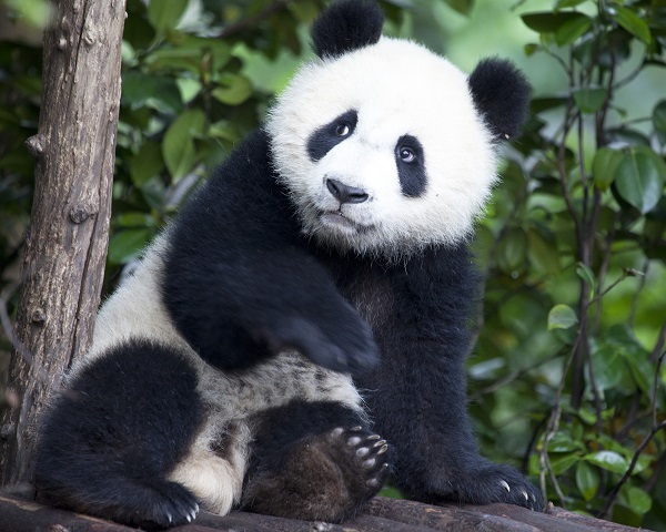 Giant panda in China