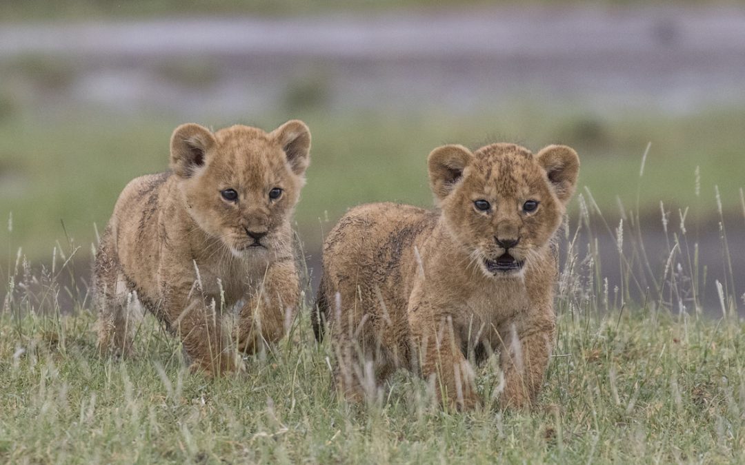 Wildlife Photo of the Week: Play Time