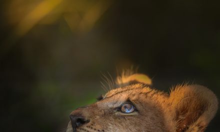 Wildlife Photo of the Week: A Ray of Hope
