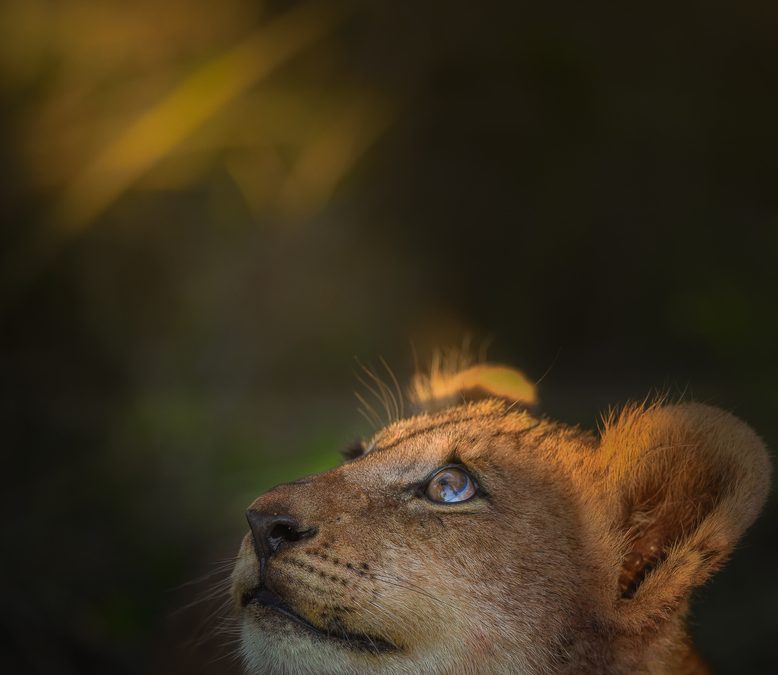 Wildlife Photo of the Week: A Ray of Hope