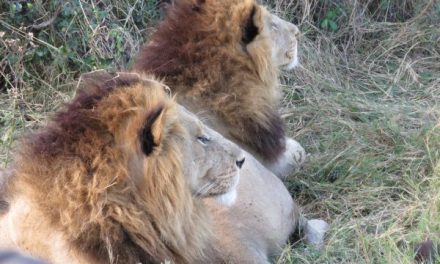 Traveler Story: A Secluded Botswana Safari