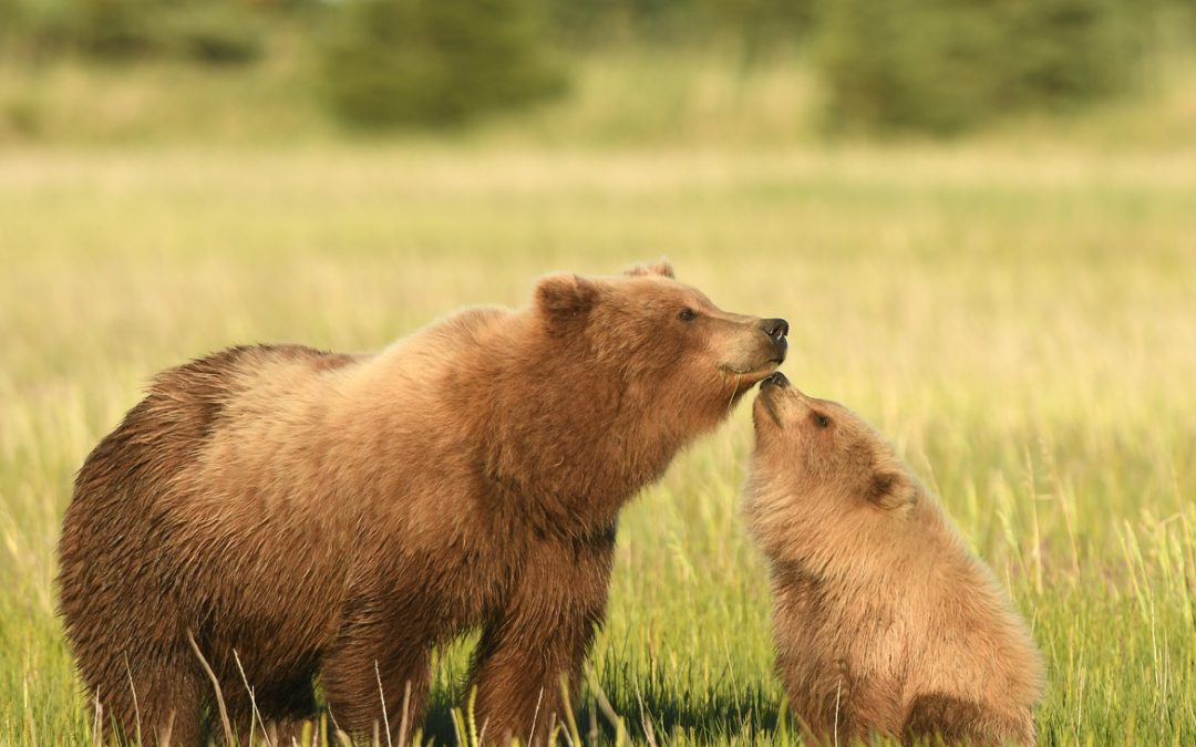 Wildlife Photo of the Week: A Special Moment